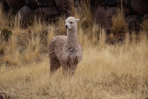IMG_5501