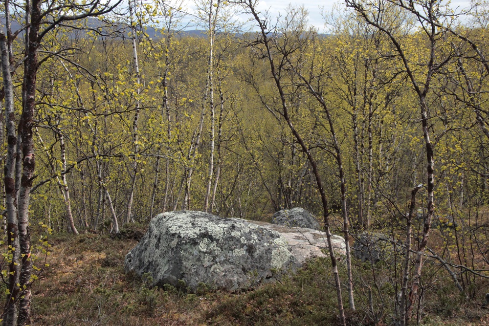 0033b.Uw. von Jukkasjärvi-Kiruna zum Abisko-Nationalpark.IMG_0889 (73) - Kopie